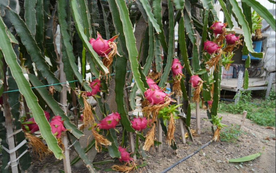 Bilecik'te yaşayan Mehmet Kılıç'ın internette gördüğü meyve ile hayatı değişti - 4. Resim