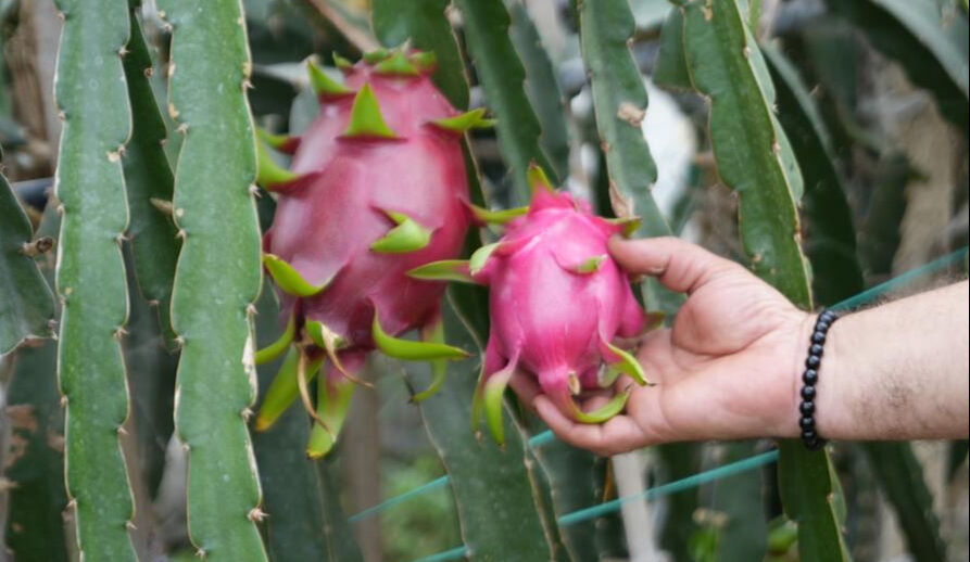 Bilecik'te yaşayan Mehmet Kılıç'ın internette gördüğü meyve ile hayatı değişti - 3. Resim