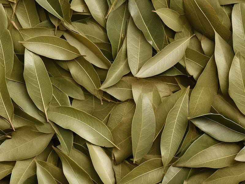 Defne yaprağının tarihi ve kültürel anlamı: Binlerce yıldır kullanılıyor - 3. Resim