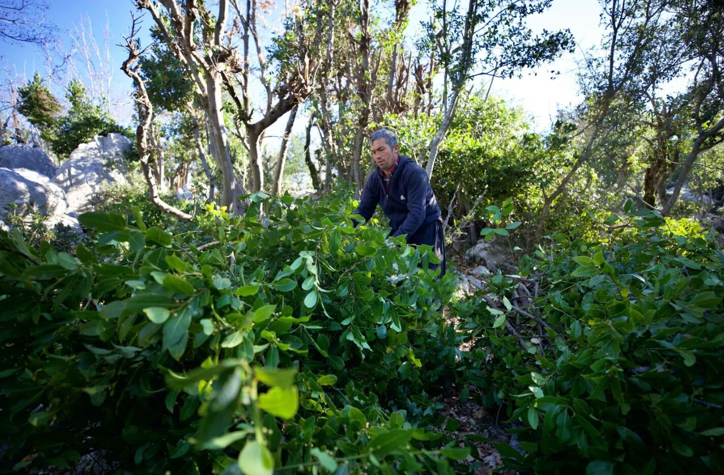 Defne yaprağının tarihi ve kültürel anlamı: Binlerce yıldır kullanılıyor - 1. Resim