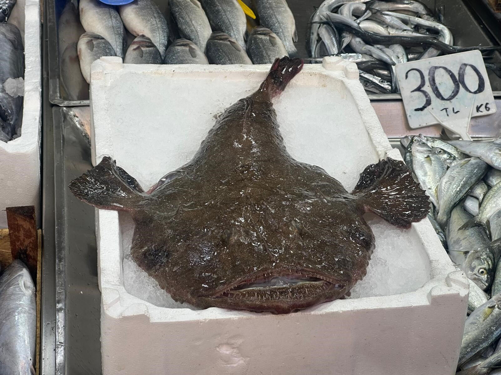 Sinop'ta yakalanan ilginç balığı görenler gözlerine inanamıyor! Kilosu ise hayli pahalı... Sinop'ta yakalanan ilginç balığı görenler gözlerine inanamıyor! Kilosu ise hayli pahalı... - 1. Resim