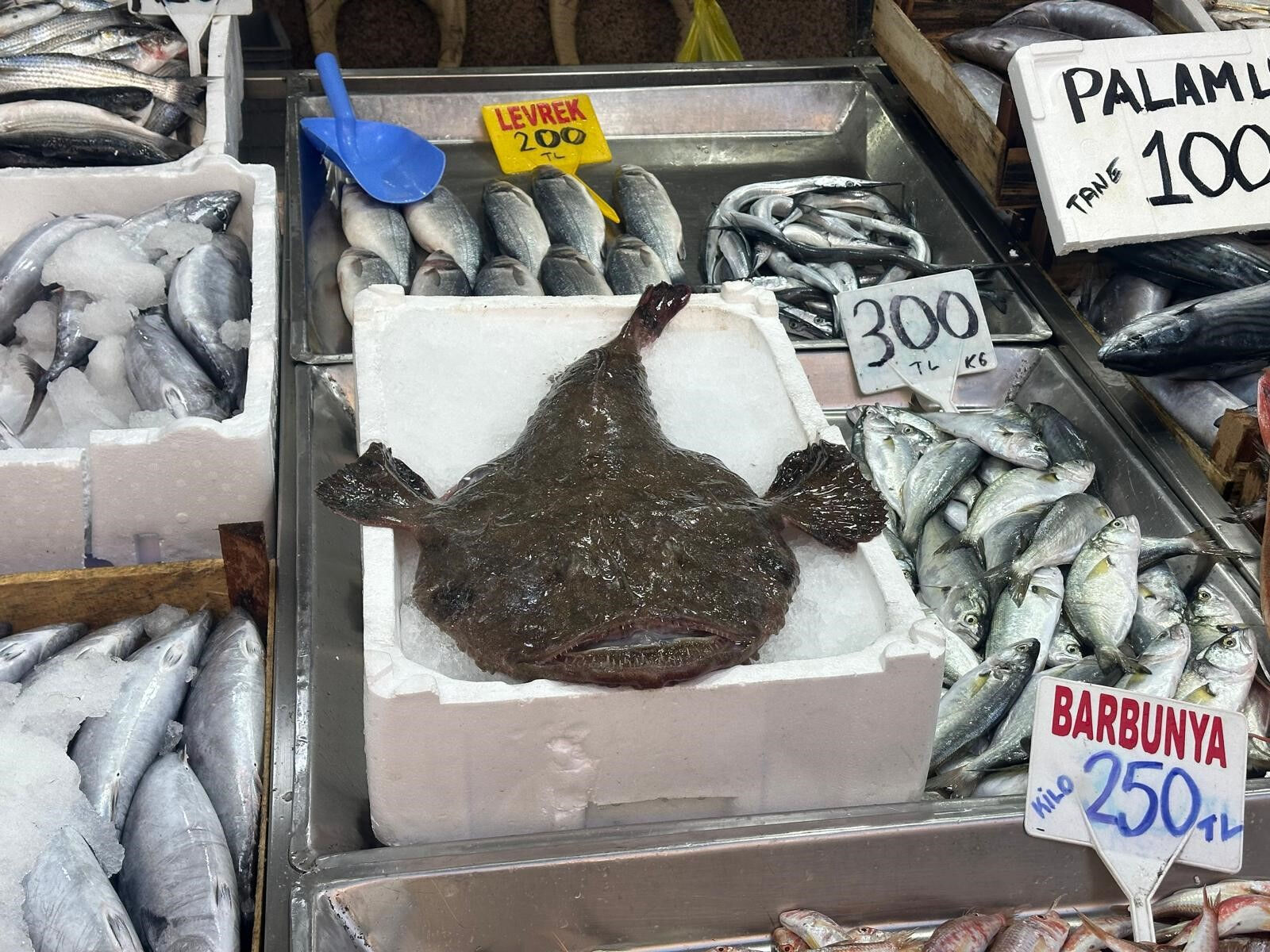 Sinop'ta yakalanan ilginç balığı görenler gözlerine inanamıyor! Kilosu ise hayli pahalı... Sinop'ta yakalanan ilginç balığı görenler gözlerine inanamıyor! Kilosu ise hayli pahalı... - 2. Resim