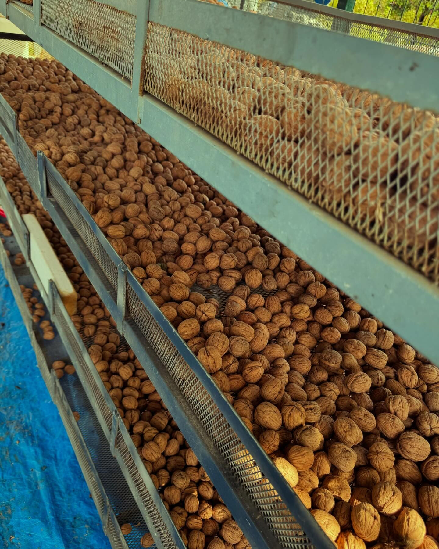 Burak Hakkı 22 dönüm araziye çiftlik kurdu! Şimdilerde doğa ile iç içe bir hayat yaşıyor - 3. Resim