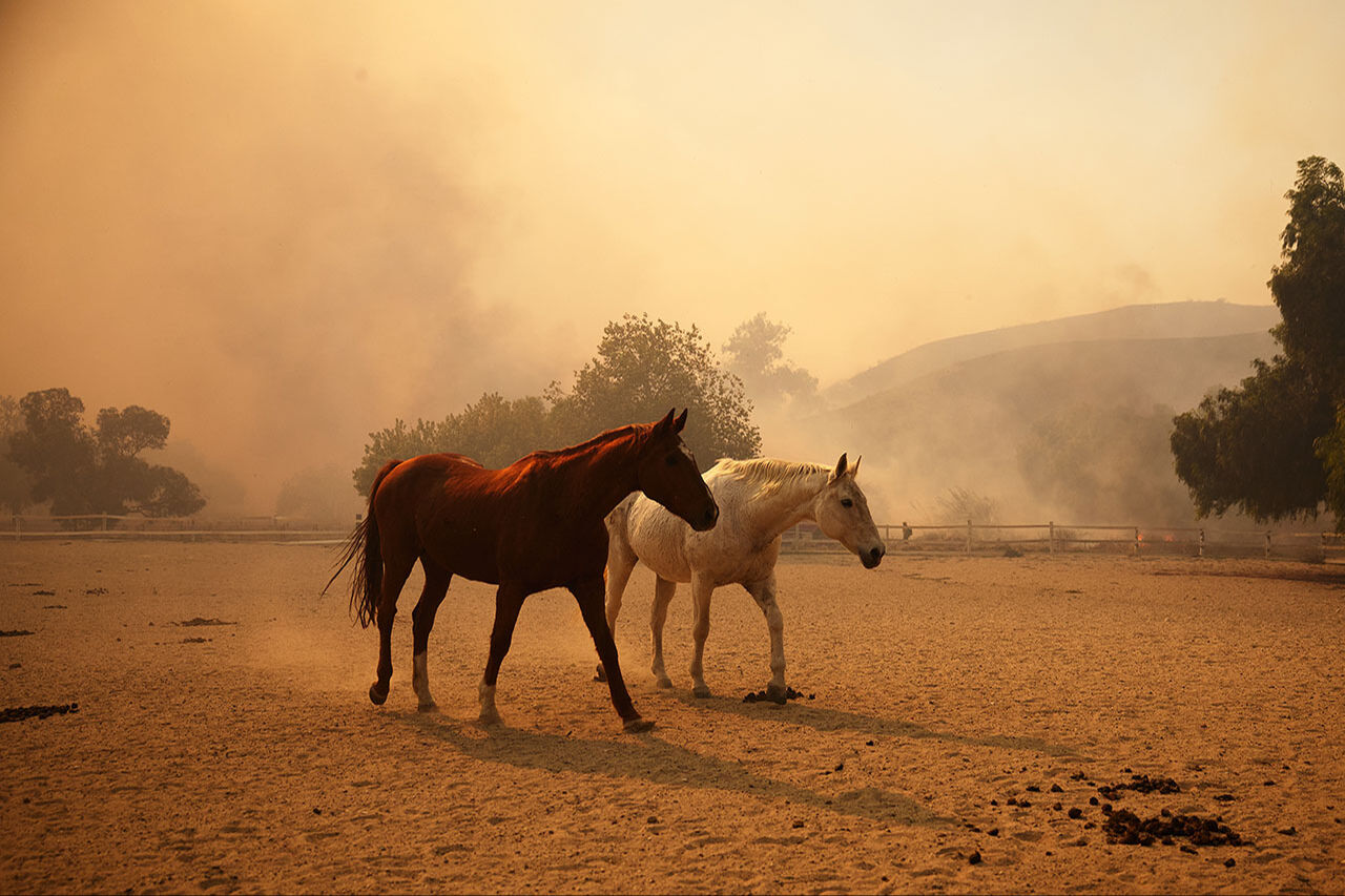 ABD'de orman yangını paniği! 20 bin dönüme yayılan alevler California’da 132 yapıyı küle çevirdi ABD'de orman yangını paniği! 20 bin dönüme yayılan alevler California’da 132 yapıyı küle çevirdi - 2. Resim