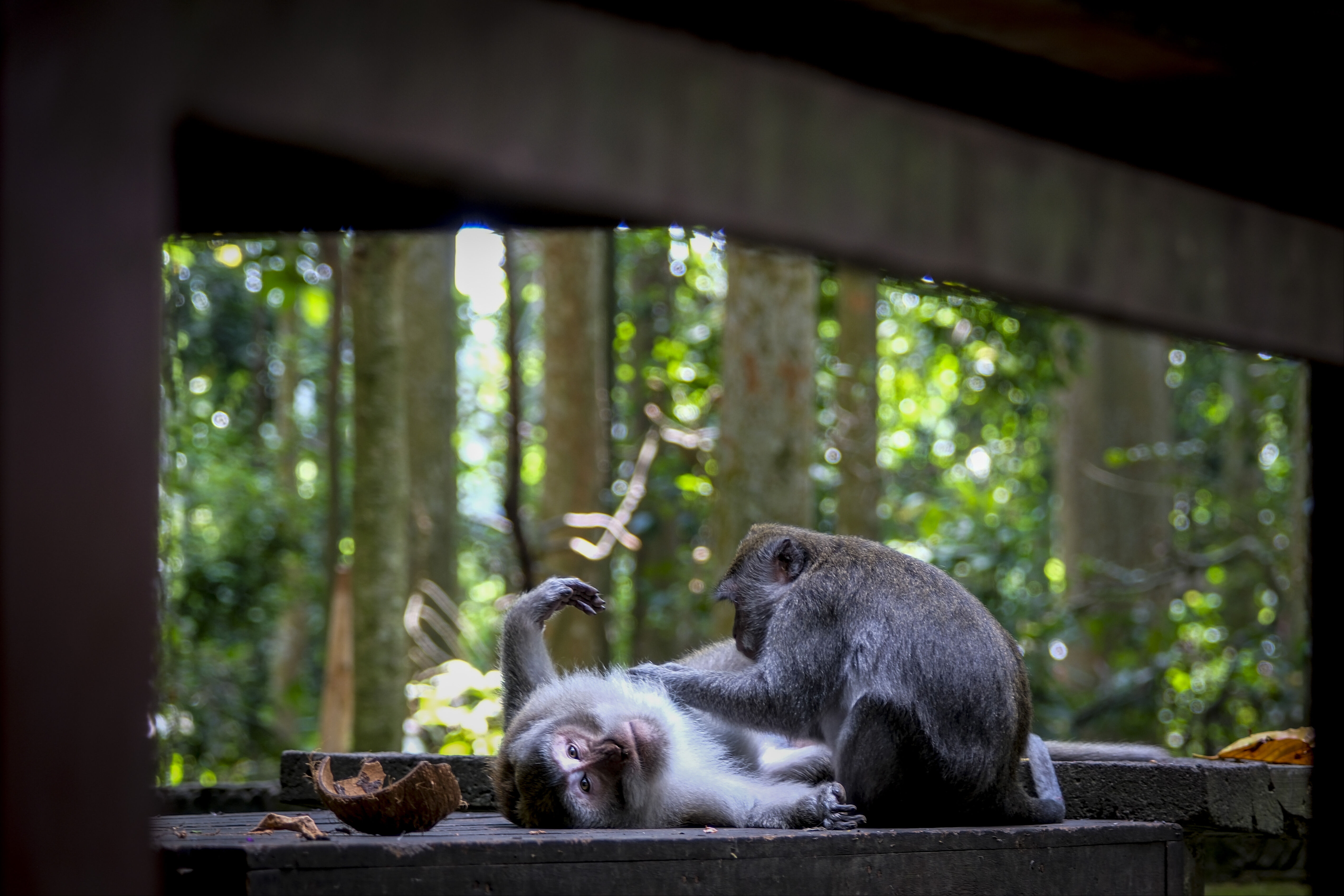 Amerika'da kobay olarak kullanılan 43 maymun firarda! - 1. Resim