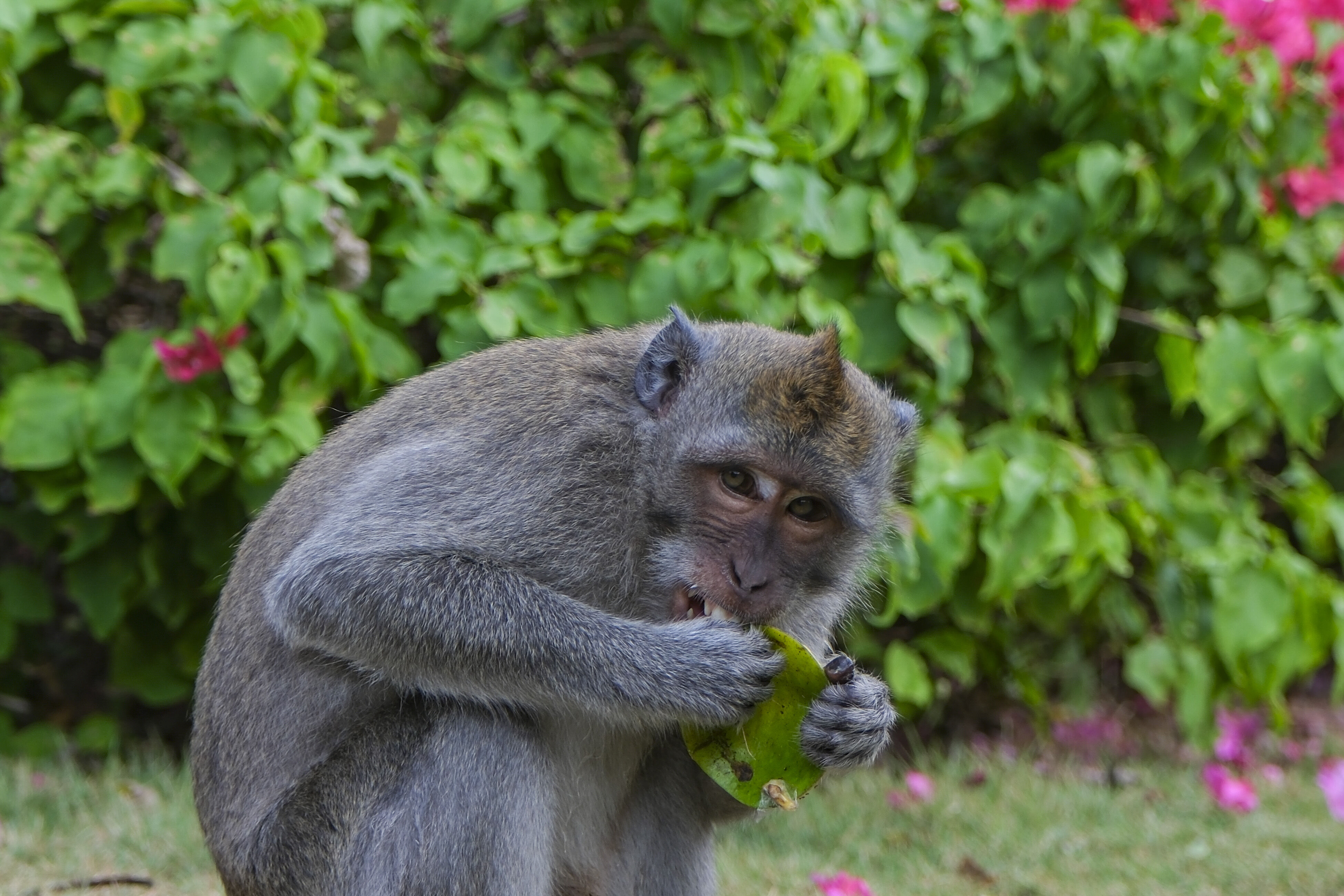 Amerika'da kobay olarak kullanılan 43 maymun firarda! - 2. Resim