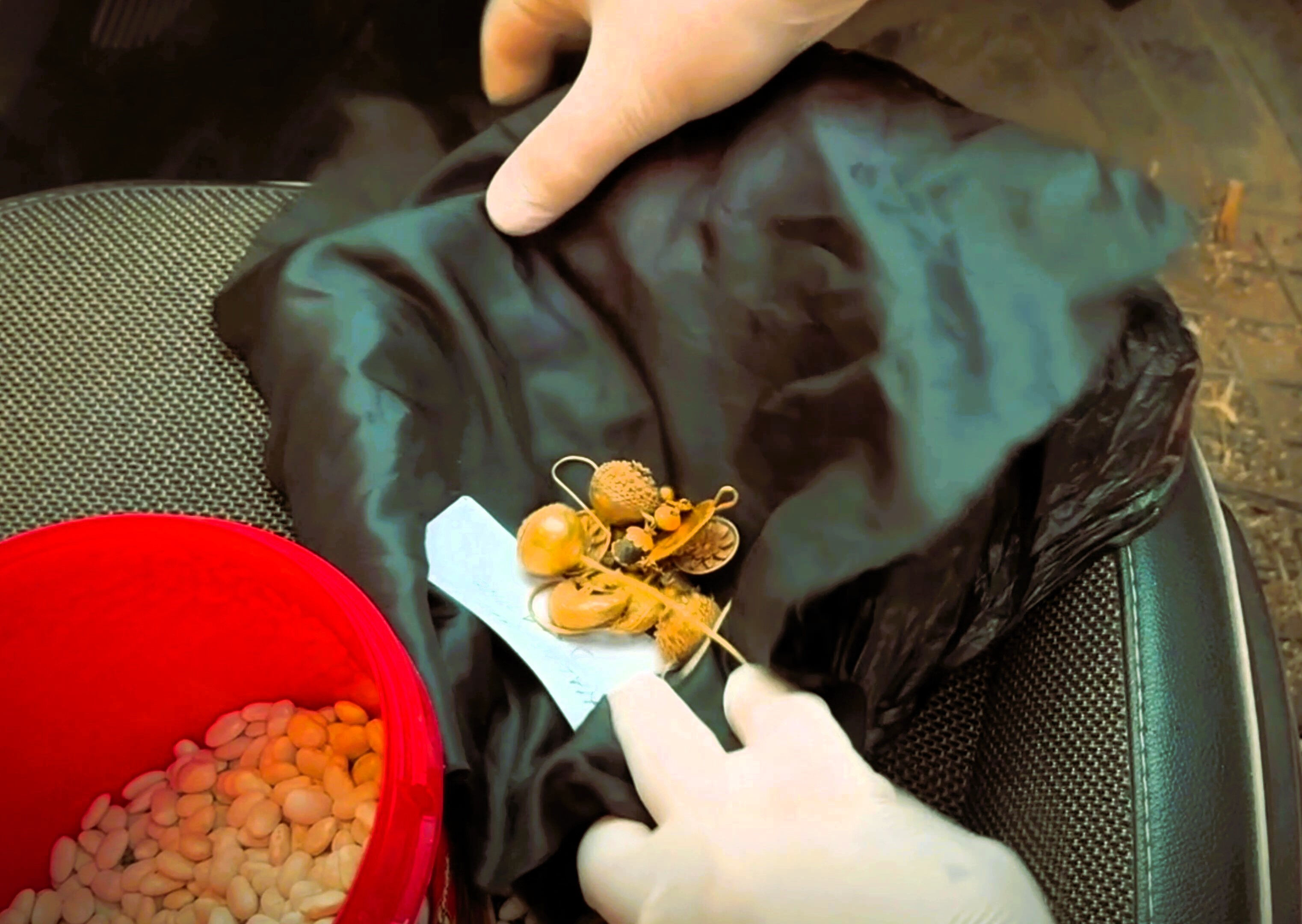 Lidyalıların 1600 yıllık altınlarını kuru fasulyede sakladılar! Denizli'de tarihe geçen hırsızlık Lidyalıların 1600 yıllık altınlarını kuru fasulyede sakladılar! Denizli'de tarihe geçen hırsızlık - 1. Resim