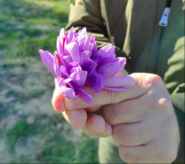 Adana'da altın değerindeki safran hasadı başladı - 3. Resim