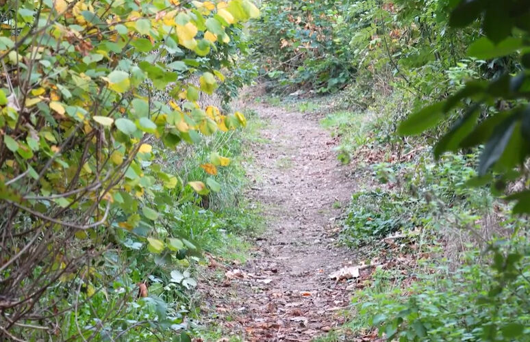 İngiltere'de dehşete düşüren olay! Genç kız düşen ağaç dalının altında ezilerek öldü İngiltere'de dehşete düşüren olay! Genç kız düşen ağaç dalının altında ezilerek öldü - 3. Resim