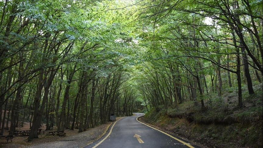 İngiltere'de dehşete düşüren olay! Genç kız düşen ağaç dalının altında ezilerek öldü İngiltere'de dehşete düşüren olay! Genç kız düşen ağaç dalının altında ezilerek öldü - 2. Resim