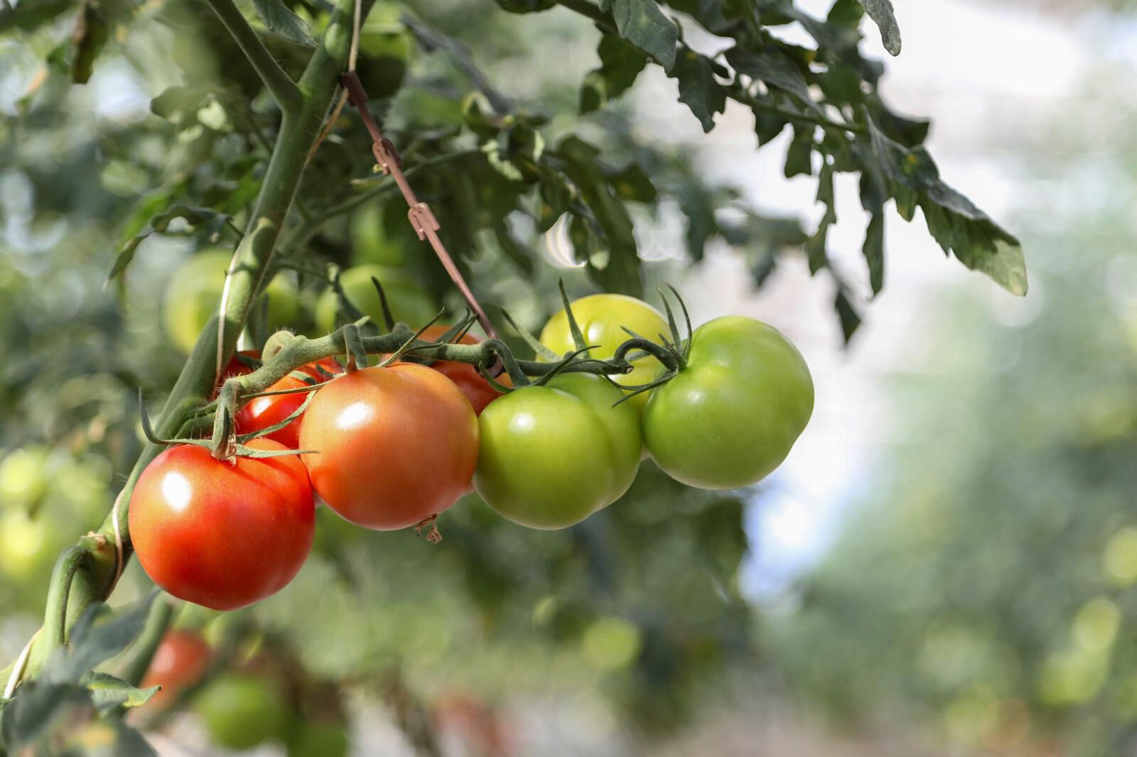 Tarımda verilimi zirveye taşıyan teknoloji! Agrotech binlerce çiftçiye umut eli oldu - 1. Resim
