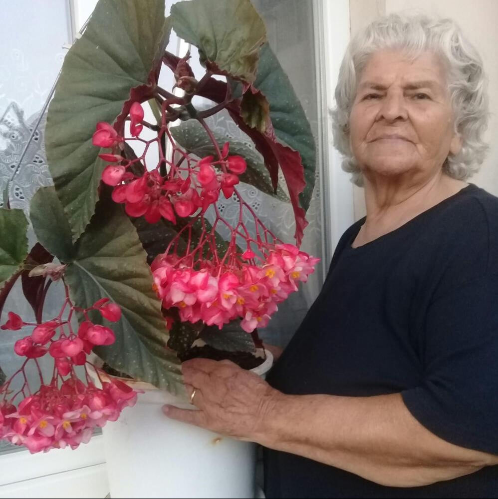 84 yaşındaki sürücü kafeye daldı! Ölü ve yaralılar var - 1. Resim