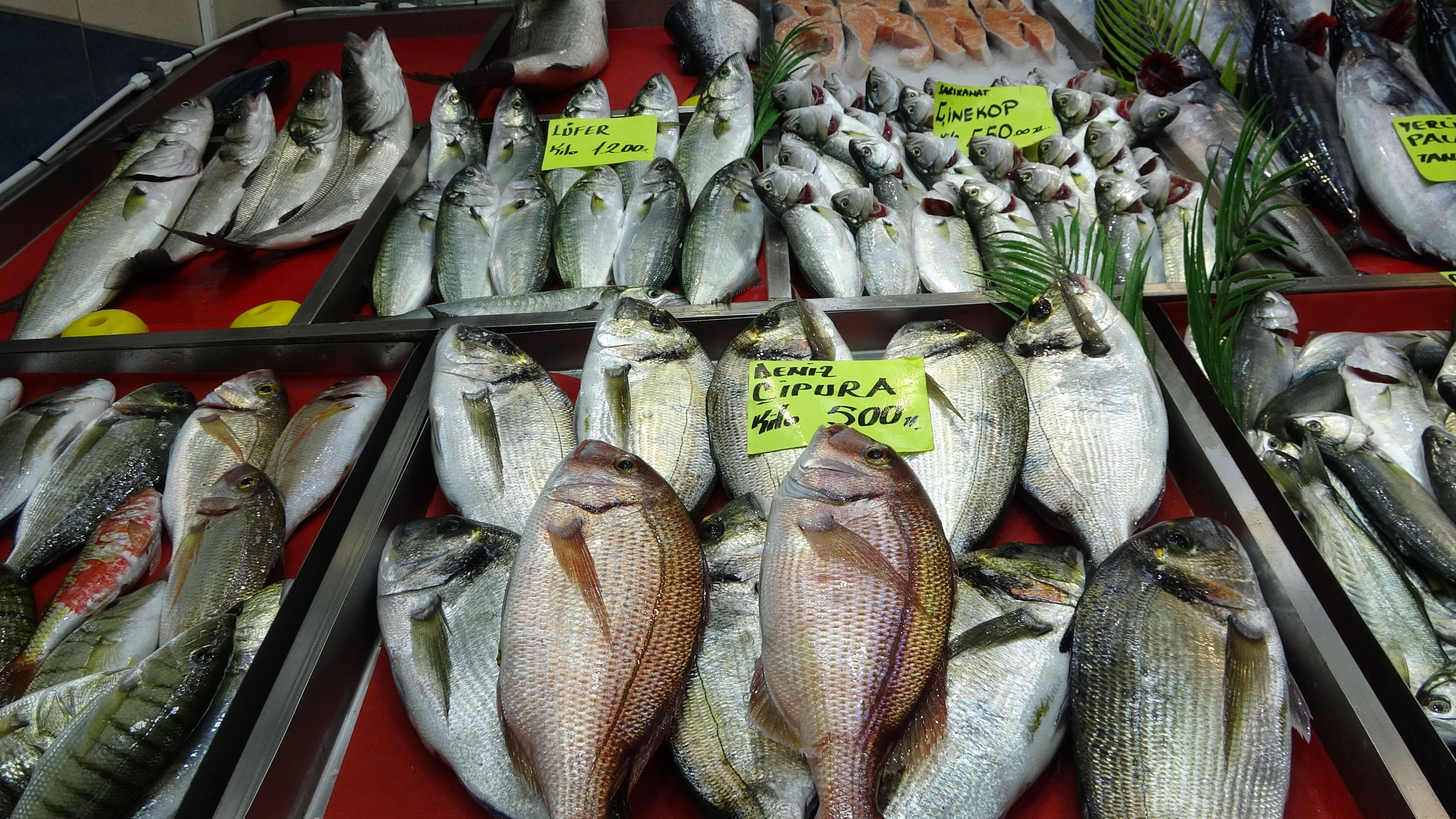 Denizlerin prensi balıkçı tezgahlarında! Kilosu 1.200 liradan satılıyor - 4. Resim