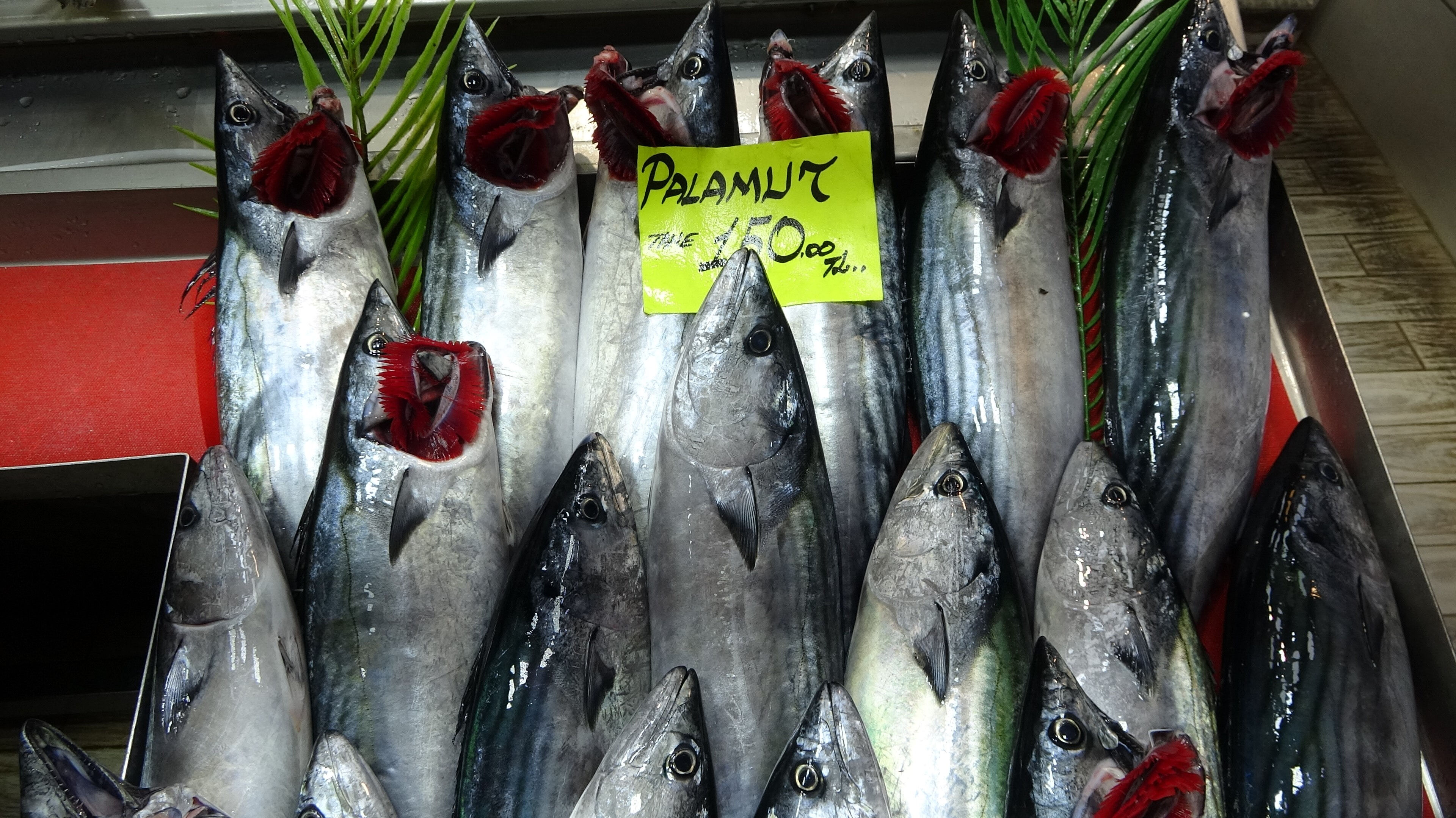 Denizlerin prensi balıkçı tezgahlarında! Kilosu 1.200 liradan satılıyor - 3. Resim