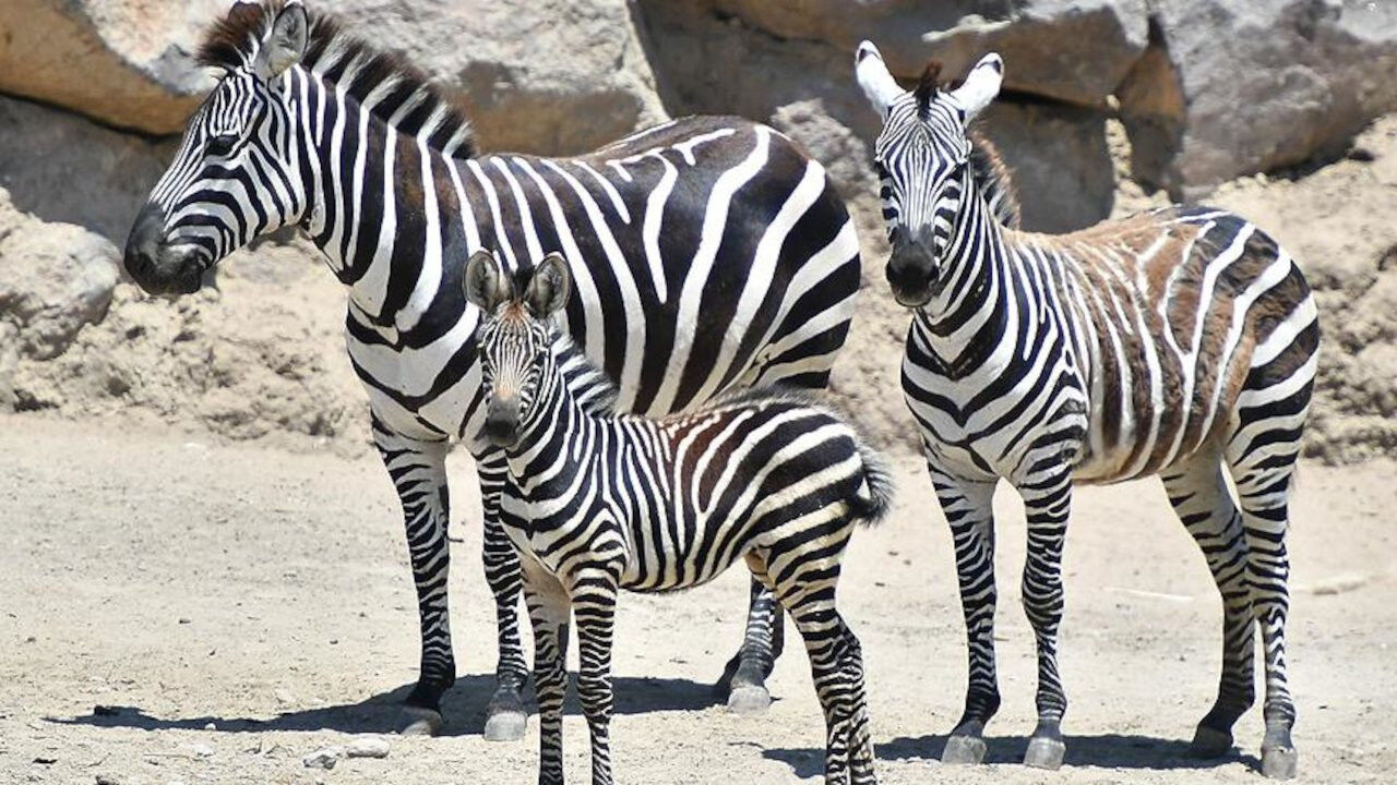 Gıdalarda zebra eti tespit edildi mi? Tarım ve Orman Bakanlığı yeni taklit ve tağşiş listesini yayımladı! - 1. Resim