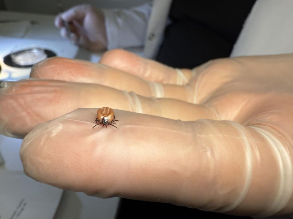 Hastalıkları taklit eden Lyme hastalığı, ABD'den sonra Türkiye'de Hastalıkları taklit eden Lyme hastalığı, ABD'den sonra Türkiye'de - 2. Resim