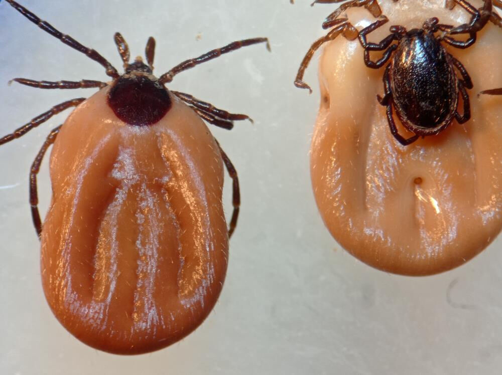 Hastalıkları taklit eden Lyme hastalığı, ABD'den sonra Türkiye'de Hastalıkları taklit eden Lyme hastalığı, ABD'den sonra Türkiye'de - 3. Resim