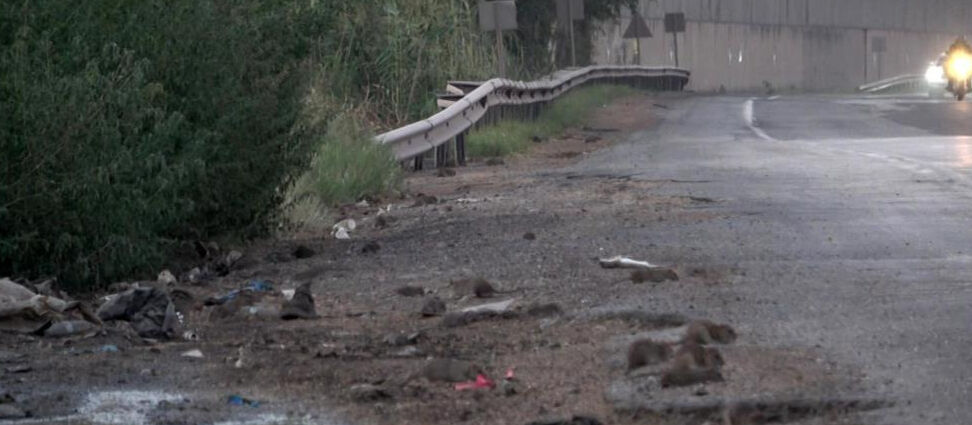 Hatay İskenderun'da fareler bir bölgeyi istila etti! Korkunç görüntüler Hatay İskenderun'da fareler bir bölgeyi istila etti! Korkunç görüntüler - 2. Resim