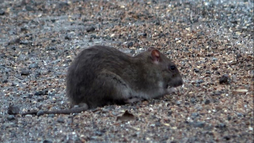 Hatay İskenderun'da fareler bir bölgeyi istila etti! Korkunç görüntüler Hatay İskenderun'da fareler bir bölgeyi istila etti! Korkunç görüntüler - 3. Resim