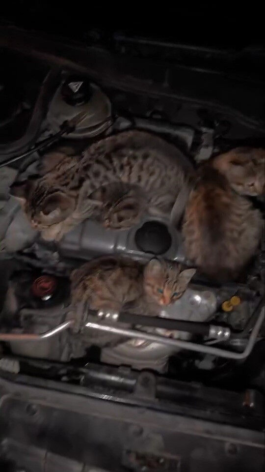 Otomobilin kaputunu açınca gördüğü manzaraya inanamadı! - 1. Resim