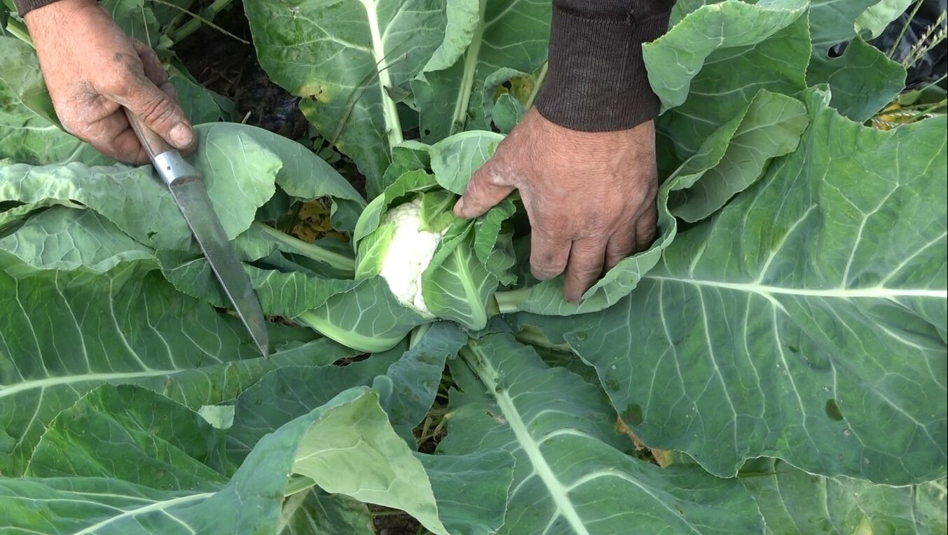 Rekolte düştü, fiyat uçtu! Üretici 'bunlar altın gibi' diyerek korkutan uyarıyı yaptı Rekolte düştü, fiyat uçtu! Üretici 'bunlar altın gibi' diyerek korkutan uyarıyı yaptı - 2. Resim