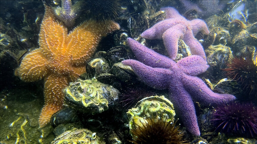 Dünyanın en büyük mercanı tesadüfen keşfedildi! Görüntüsü ağızları açık bıraktı - 1. Resim