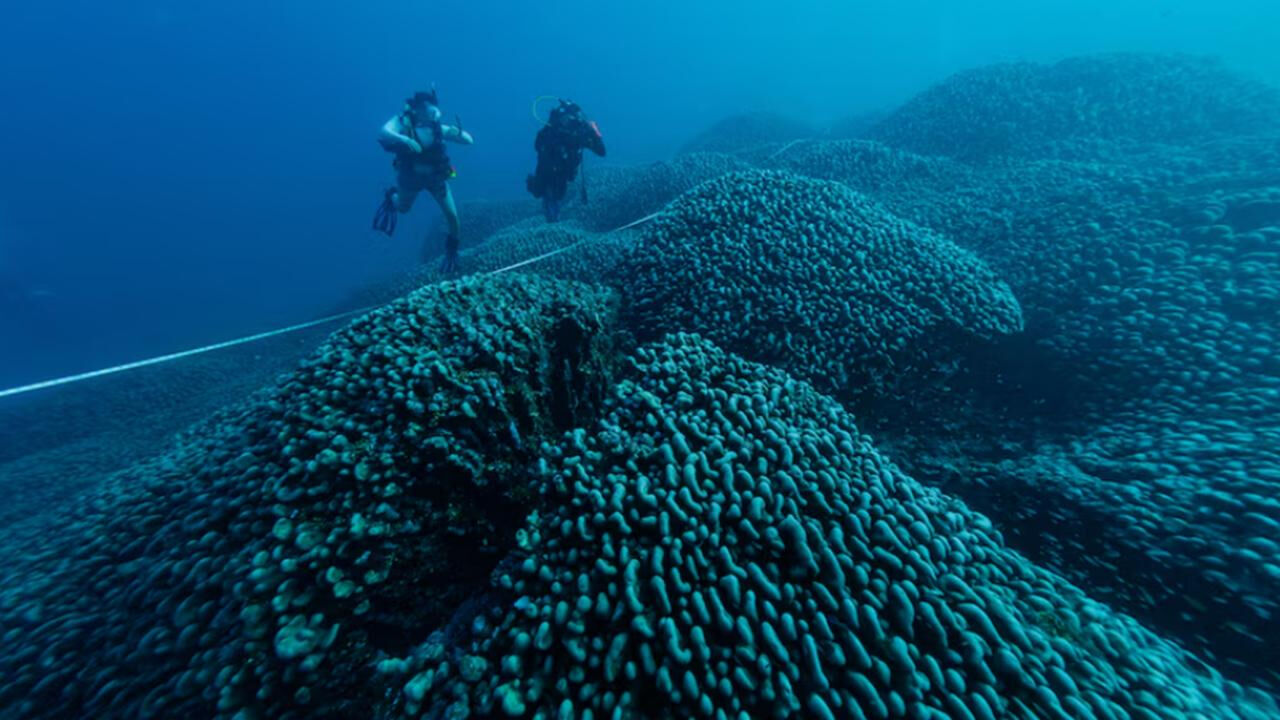 Dünyanın en büyük mercanı tesadüfen keşfedildi! Görüntüsü ağızları açık bıraktı - 2. Resim