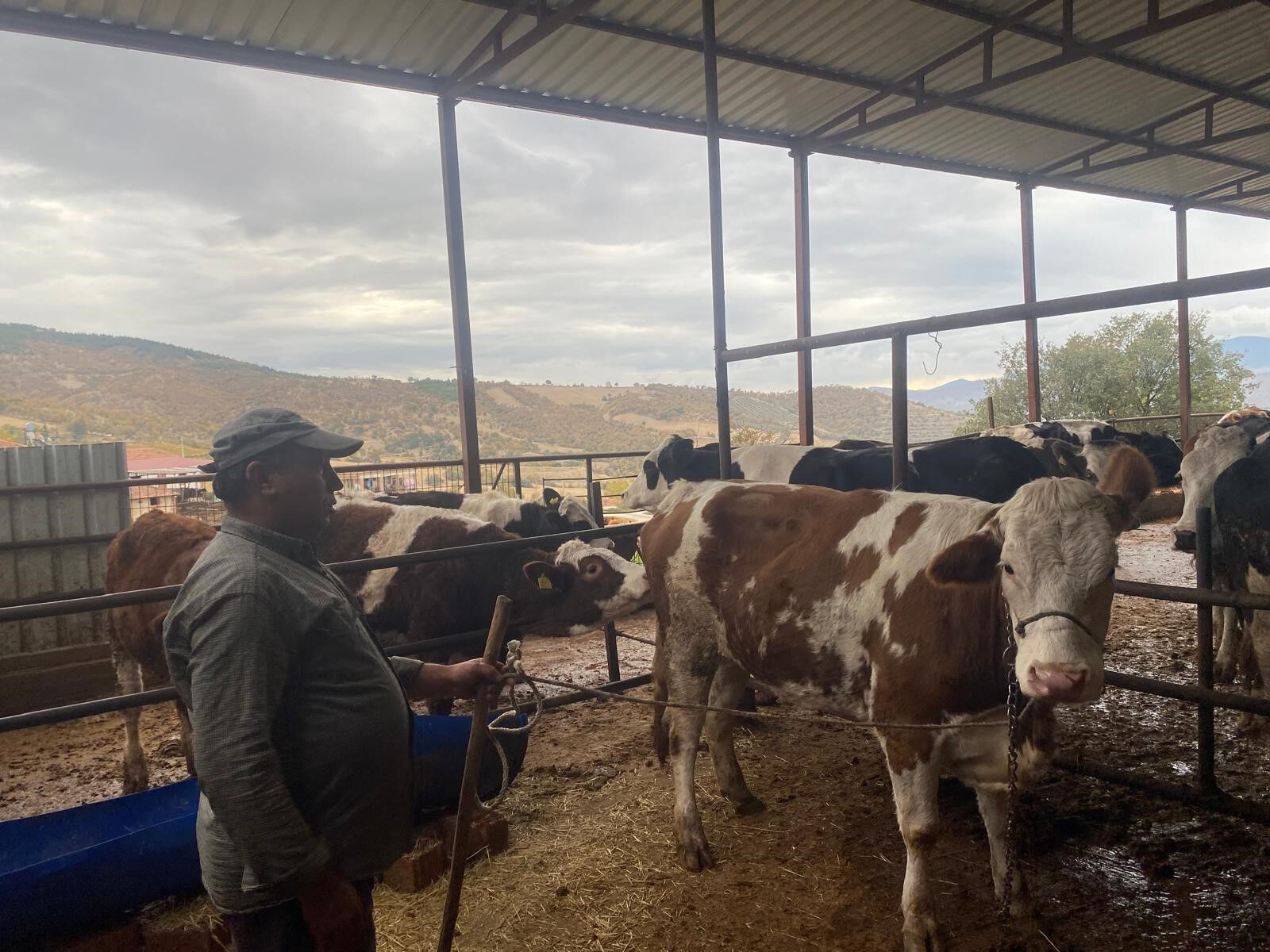 Firari inek il değiştirdi! 42 günlük kovalamaca sonunda yakalandı - 1. Resim