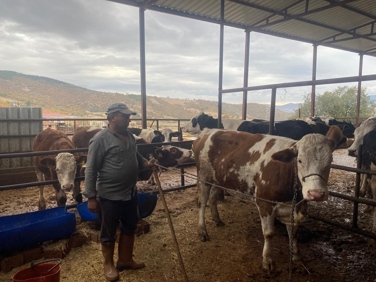 Firari inek il değiştirdi! 42 günlük kovalamaca sonunda yakalandı - 2. Resim