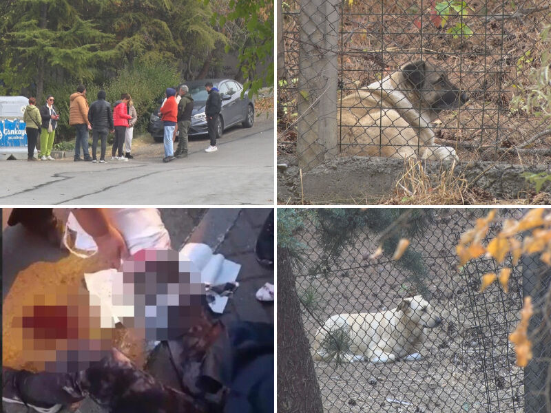 Köpeklerin parçaladığı akademisyen konuştu! Prof. Dr. Meliha Yılmaz korkunç saldırıyı anlattı - 3. Resim