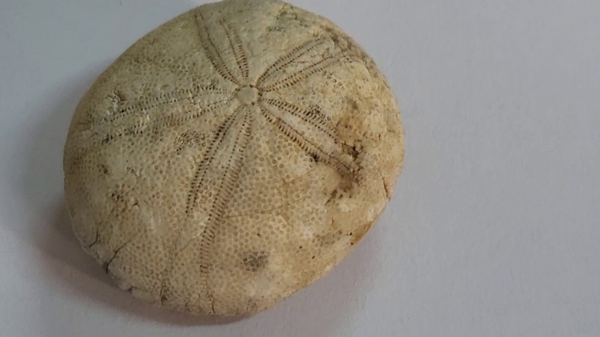 Tam 85 milyon yıllık! Adıyaman'da bulundu - 1. Resim