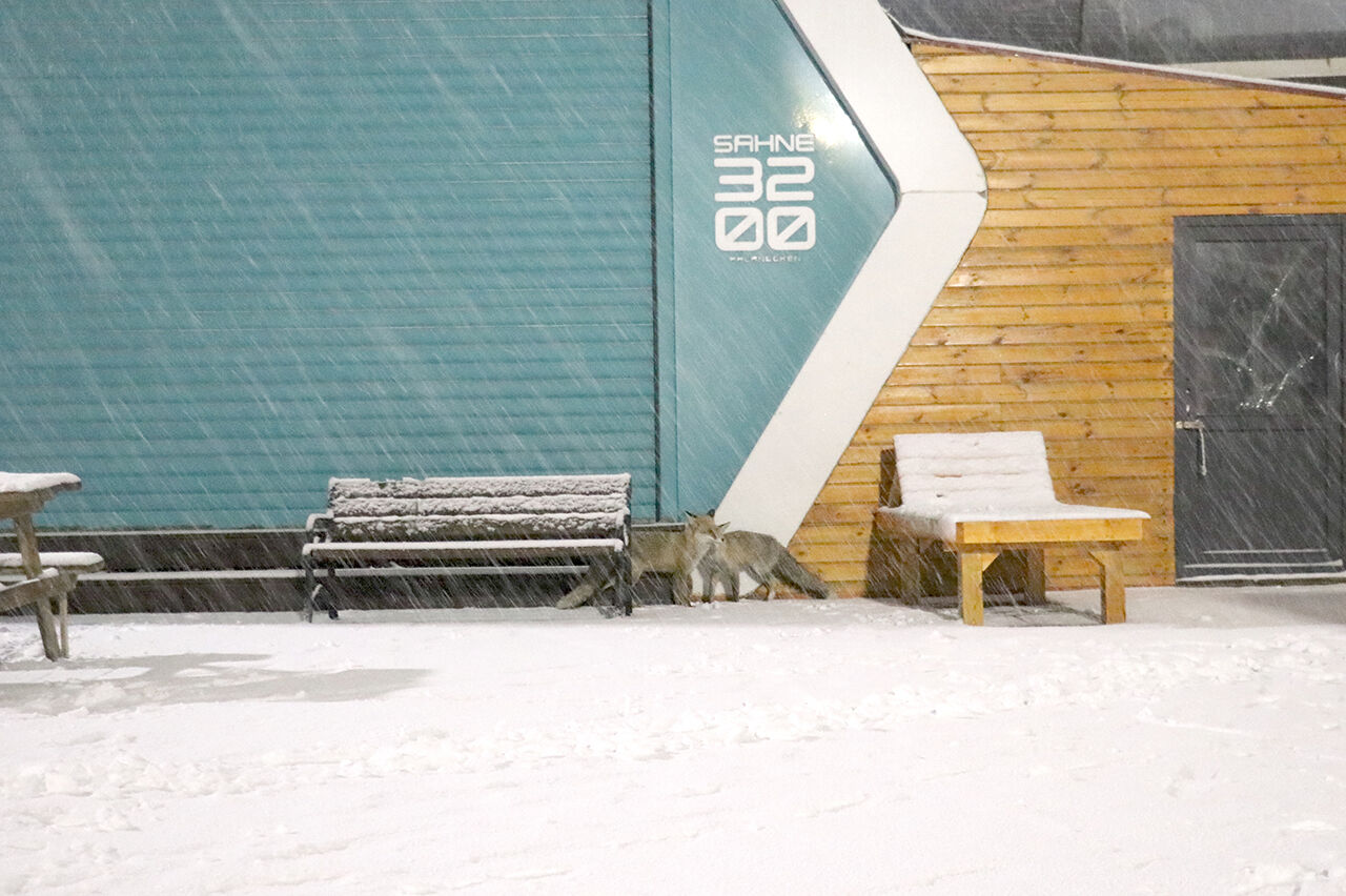 Kayak merkezine tilkiler indi... Erzurum Palandöken'de unutulmaz görüntüler kaydedildi - 4. Resim