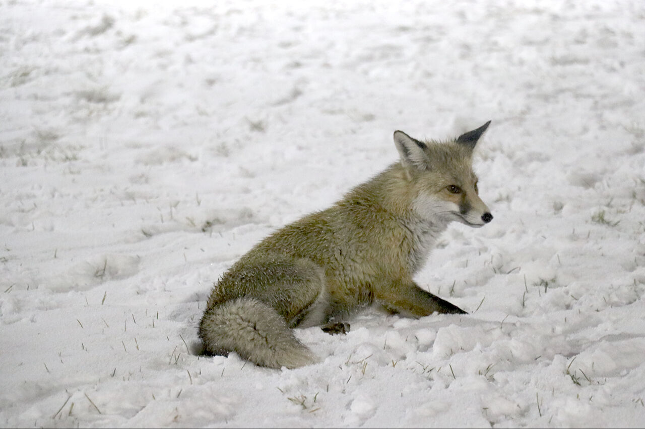 Kayak merkezine tilkiler indi... Erzurum Palandöken'de unutulmaz görüntüler kaydedildi - 3. Resim