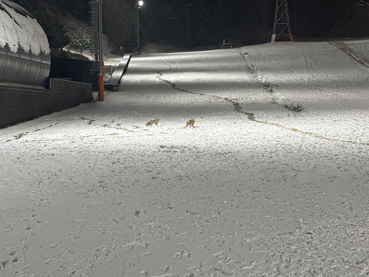 Kayak merkezine tilkiler indi... Erzurum Palandöken'de unutulmaz görüntüler kaydedildi - 5. Resim