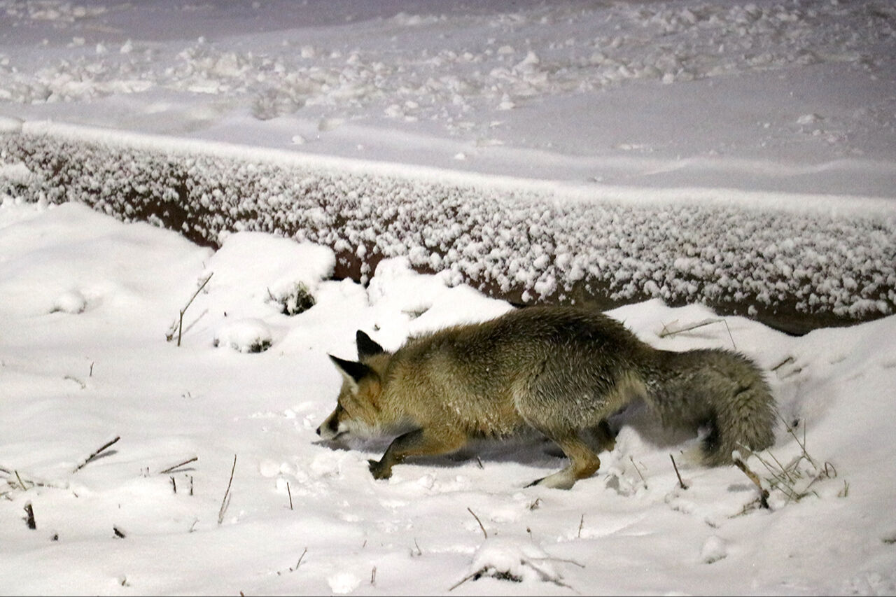 Kayak merkezine tilkiler indi... Erzurum Palandöken'de unutulmaz görüntüler kaydedildi - 7. Resim