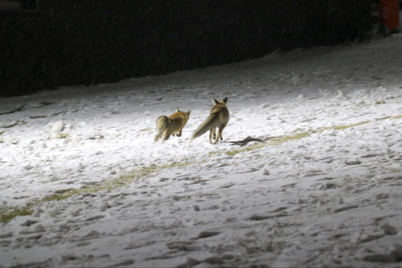 Kayak merkezine tilkiler indi... Erzurum Palandöken'de unutulmaz görüntüler kaydedildi - 1. Resim
