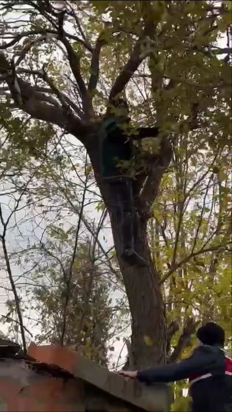 Tekirdağ'da hareketli saatler! İlmiği boynuna geçirip ağacın tepesine çıktı - 1. Resim