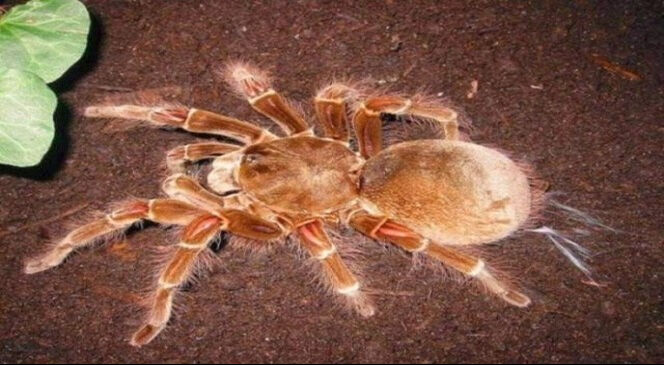 Akılalmaz olay! Üzerine bağladığı yüzlerce tarantula ile kaçarken yakalandı - 1. Resim