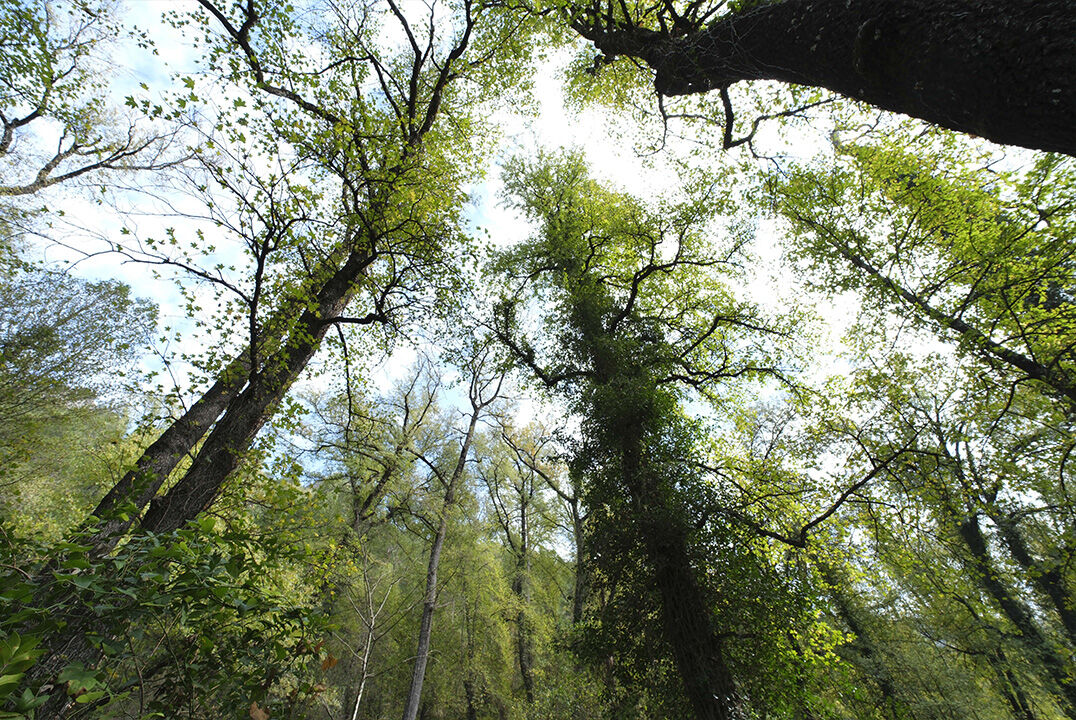 Anadolu Sığla Ormanı'nın güzelliği özel izinle görülebiliyor! Dünyada sadece 2 yerde var | Arşivlik kareler Anadolu Sığla Ormanı'nın güzelliği özel izinle görülebiliyor! Dünyada sadece 2 yerde var | Arşivlik kareler - 3. Resim