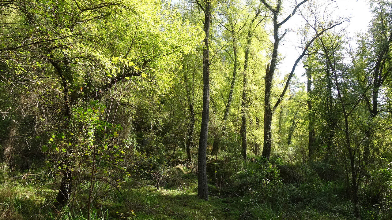 Anadolu Sığla Ormanı'nın güzelliği özel izinle görülebiliyor! Dünyada sadece 2 yerde var | Arşivlik kareler Anadolu Sığla Ormanı'nın güzelliği özel izinle görülebiliyor! Dünyada sadece 2 yerde var | Arşivlik kareler - 7. Resim