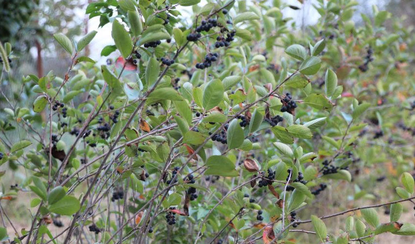 Eşinin rahatsızlığı için kendi imkanlarıyla ekti, şimdi taleplere yetişemiyor! Tamamen organik… - 1. Resim
