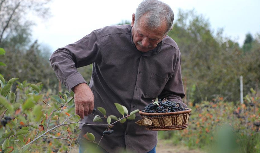 Eşinin rahatsızlığı için kendi imkanlarıyla ekti, şimdi taleplere yetişemiyor! Tamamen organik… - 2. Resim