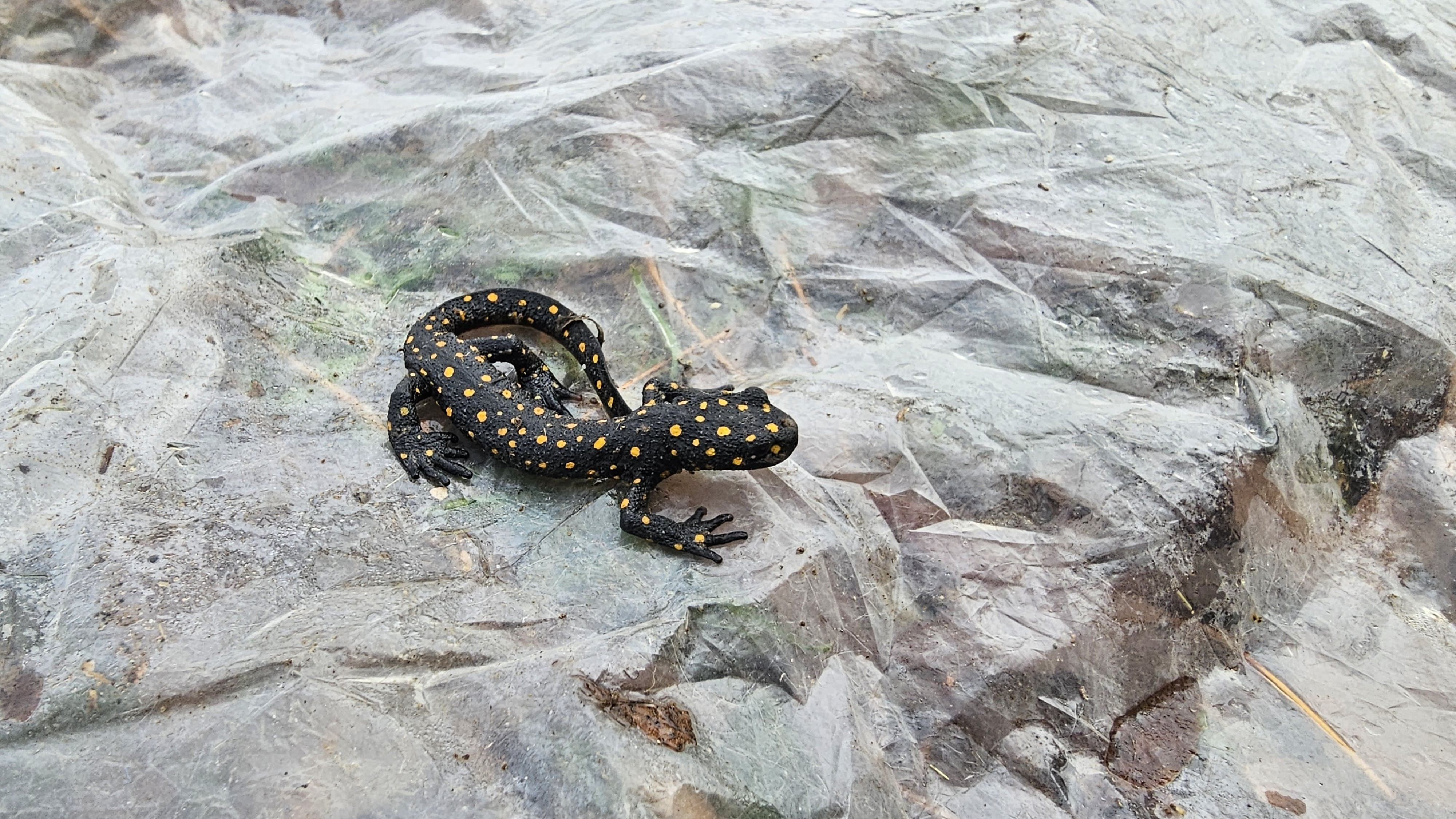 Musluğu açınca neye uğradığını şaşırdı! İçinden öyle bir hayvan çıktı ki... - 1. Resim