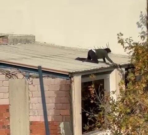 Canını hiçe saydı! Görüntü herkesin yüreğini ağzına getirdi - 2. Resim