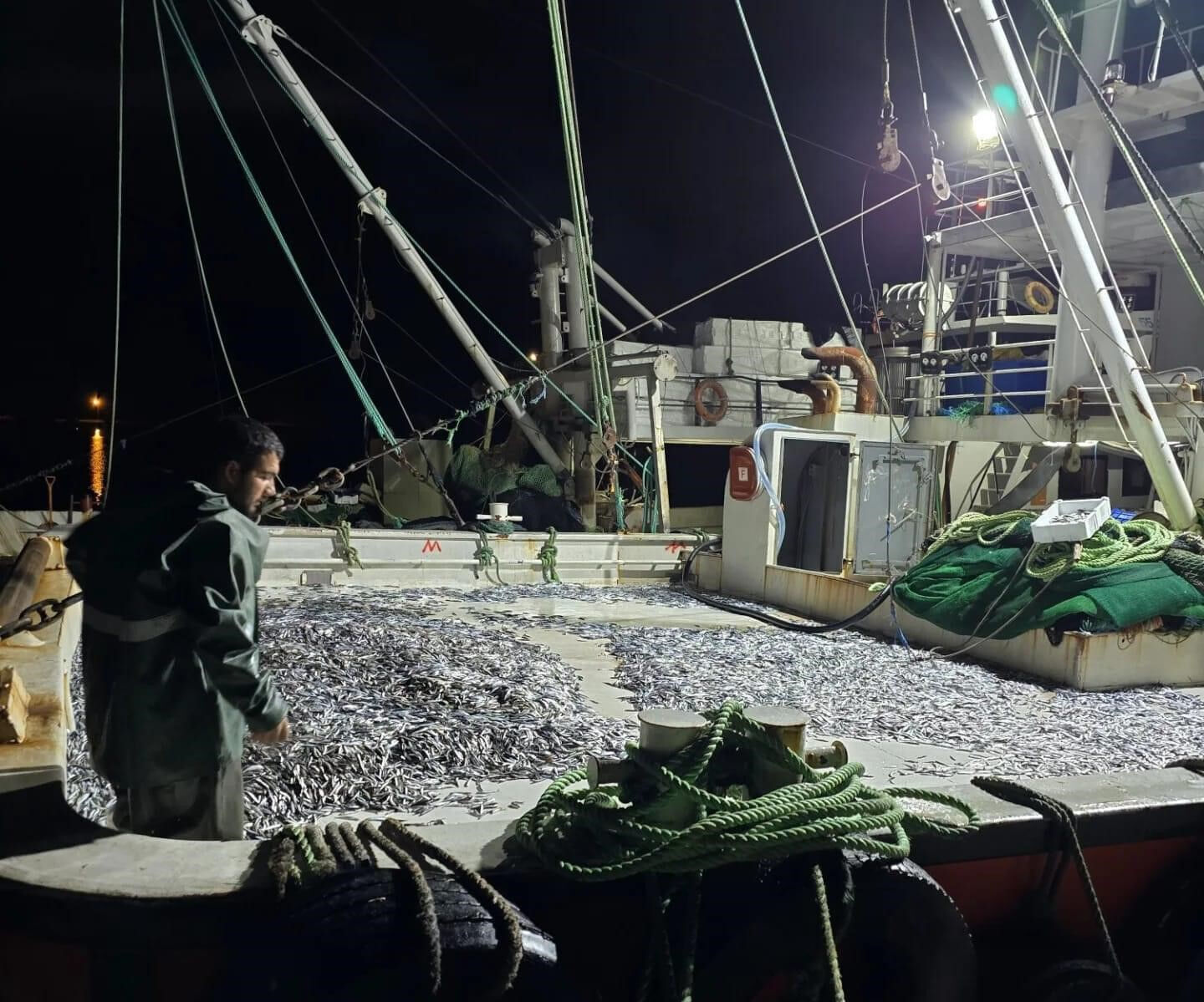 Denizden resmen fışkırıyor! Balıkçılar tonlarca hamsiyle kıyıya döndü, fiyatlar dip yapacak - 1. Resim