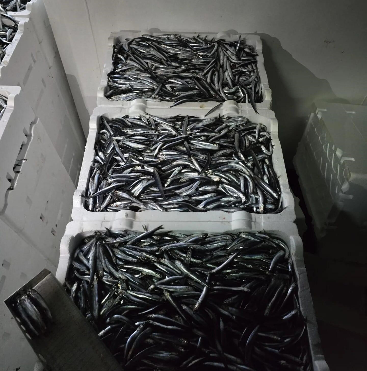 Denizden resmen fışkırıyor! Balıkçılar tonlarca hamsiyle kıyıya döndü, fiyatlar dip yapacak - 3. Resim