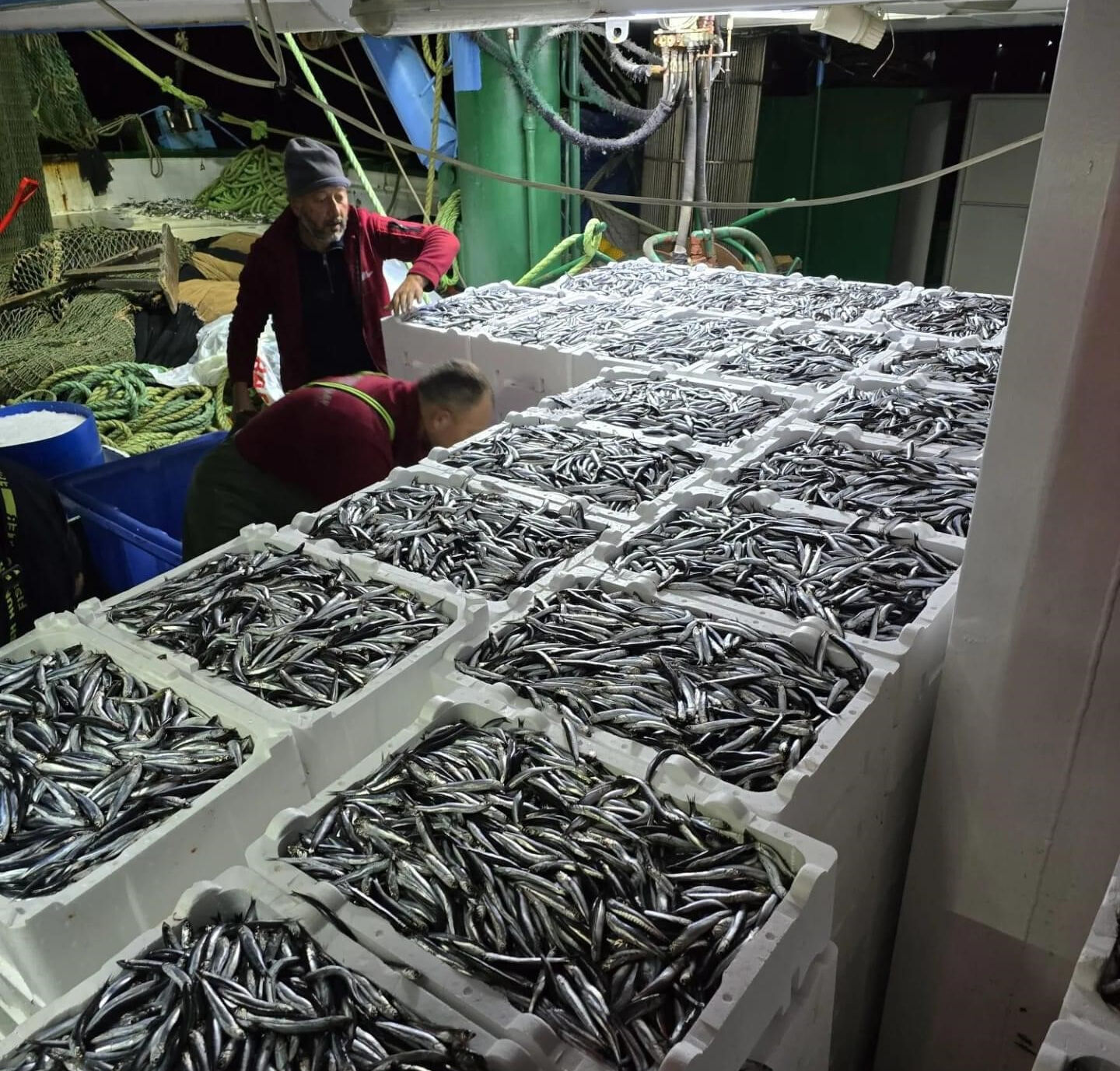 Denizden resmen fışkırıyor! Balıkçılar tonlarca hamsiyle kıyıya döndü, fiyatlar dip yapacak - 2. Resim