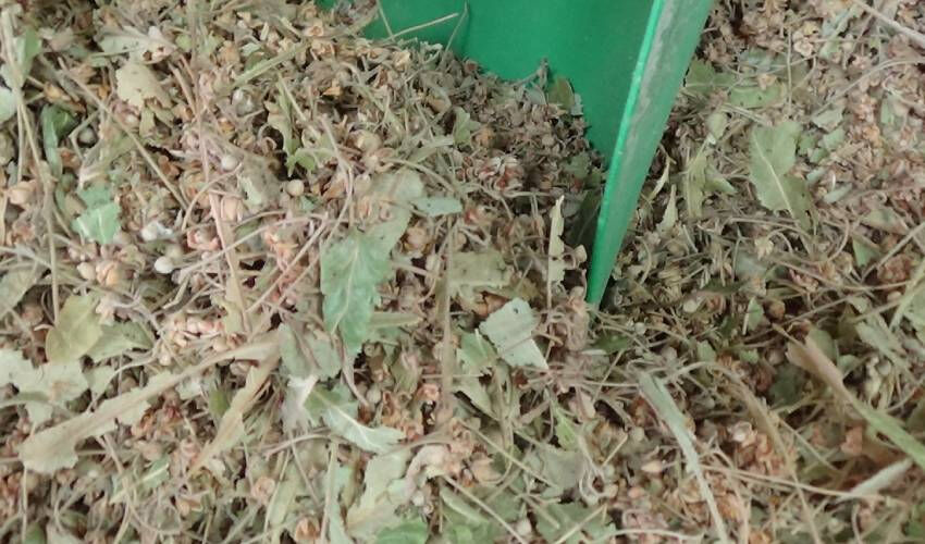 Bu yıl daha değerli... Fiyatını ikiye katladı! Bol bol içen ne gribe ne nezleye yakalanıyor - 2. Resim