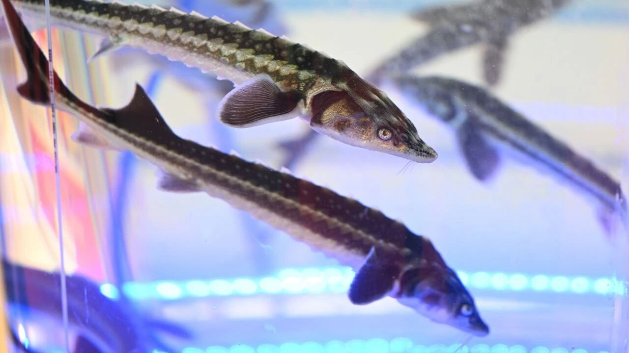 Havyarı 10 bin dolar! Bu balığı üreten zengin oluyor Havyarı 10 bin dolara satılıyor! Bu balığı üreten zengin oluyor - 3. Resim