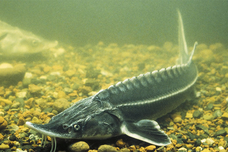 Havyarı 10 bin dolar! Bu balığı üreten zengin oluyor Havyarı 10 bin dolara satılıyor! Bu balığı üreten zengin oluyor - 1. Resim